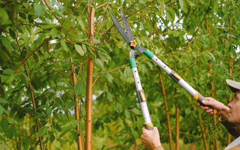 Tree trimming in Fort Ashby, WV
